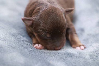 Kahverengi bir köpek yavrusu mavi bir battaniyenin üzerinde uyuyor. Yavru köpek küçük ve sevimli. Battaniye yumuşak ve rahat.. .