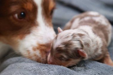 Anne bir köpek yavrusunu yalıyor. Yavru köpek küçük ve kahverengi.. .