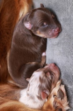 Üç köpek yavrusu bir yatakta uyuyor. Bir tanesi kahverengi ve beyaz. Diğer ikisi kahverengi.. .
