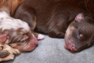 Two puppies are sleeping on a blanket. One is brown and the other is white. The white puppy is on the left and the brown puppy is on the right. .