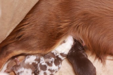 A mother dog is nursing her puppies. The puppies are small and brown. The mother dog is laying on a couch. .