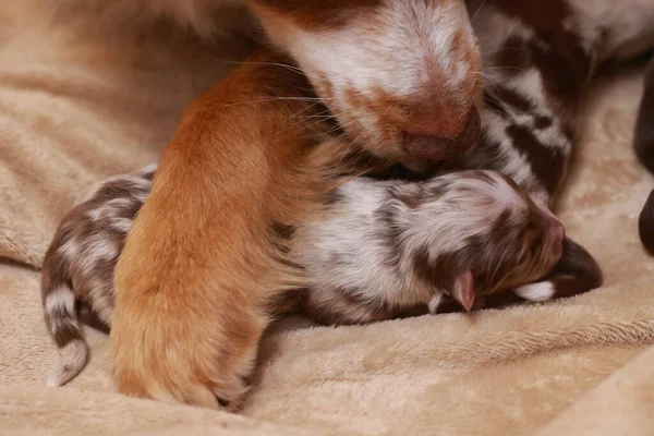 A mother dog is laying on a blanket with her puppies. The puppies are sleeping and the mother dog is licking them. .