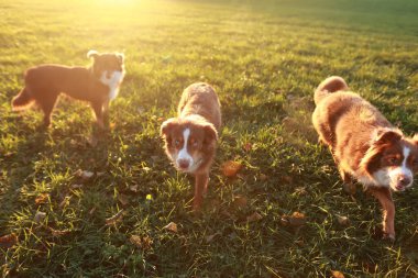Three dogs are standing in a grassy field. The dogs are brown and white. The sun is shining brightly on the field