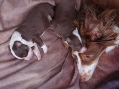 Anne köpek iki yavrusuyla birlikte bir battaniyeye uzanıyor. Yavrular uyuyor ve anne köpek onları sıcak tutuyor.