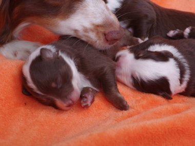 Group of puppies are sleeping on a blanket. The puppies are brown and white. The blanket is orange