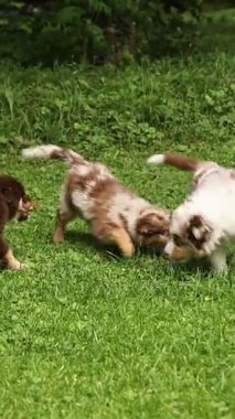 Çimenlikte oynayan iki köpek yavrusu. Biri kahverengi ve beyaz, diğeri kahverengi ve bronzdur.