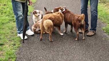 Bir grup köpek kaldırımda dikiliyorlar, içlerinden biri yerde yatıyor. Bir kişi köpeğin üzerine bir şemsiye tutuyor.