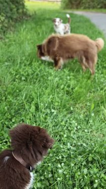 Otlak bir alanda üç köpek oynuyor. Köpeklerden biri kahverengi ve beyaz, diğer ikisi de kahverengi.