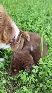 Luzi, Avustralyalı çoban köpeği Ghio ile ilgileniyor.