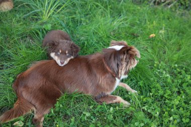 İki köpek çimlerin üzerinde yatıyor, biri kahverengi ve diğeri beyaz. Kahverengi köpek beyaz köpeğin üzerinde yatıyor.