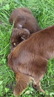 Kahverengi köpek, kahverengi bir köpeğin yanında çimlerin üzerinde yatıyor. Kahverengi köpek sırt üstü uzanıyor ve diğer köpek yan yatıyor.