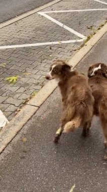 Kahverengi köpek beyaz bir çizginin yanındaki kaldırımda yürüyor. Köpek yerde bir şeye bakıyor.