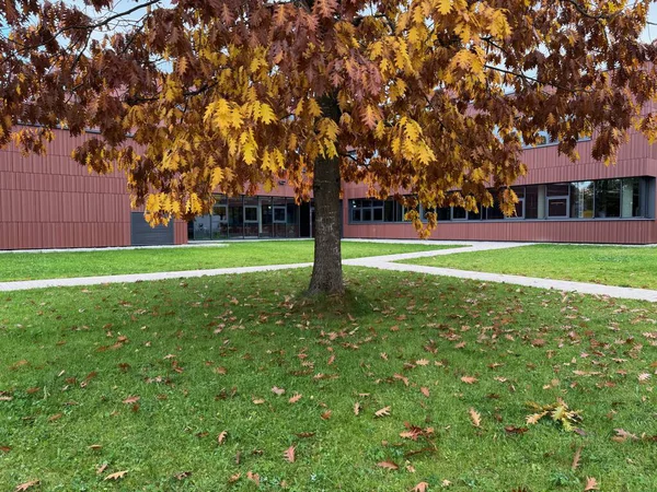 Bir binanın önündeki yerde yaprakları olan ağaç. Yapraklar turuncu ve sarı.