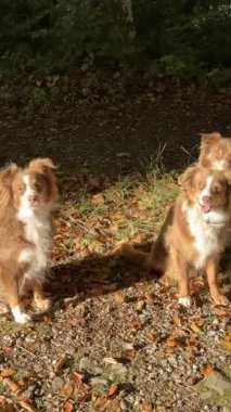 Üç köpek güneşin altında yerde oturuyorlar. Kahverengi ve beyazlar. Köpekler kameraya bakıyor.