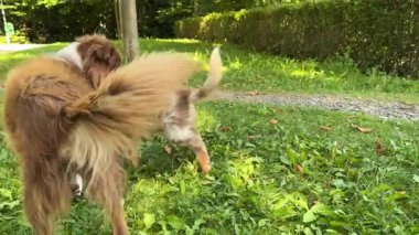 Enerjik köpekler açık havada neşeyle oynarlar, neşeli doğalarını güzel bir çayırda sergilerler.