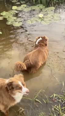 İki köpek bir gölde oynuyorlar. Köpeklerden biri kahverengi ve beyaz. Diğer köpek kahverengi.