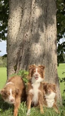 Üç köpek bir ağacın altında duruyor. Köpeklerden biri tasma takıyor. Köpekler kahverengi ve beyaz.