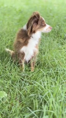 Kahverengi ve beyaz köpek çimenlerde oturuyor. Köpek sağına doğru bakıyor. Çimler yemyeşil ve yemyeşil