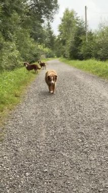 Üç köpek bir yolda yürüyor. Yol çakıldan yapılmıştır ve üzerinde biraz ot yetişir.