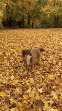 Kahverengi köpek sarı yapraklar arasında duruyor. Köpek kameraya bakıyor.