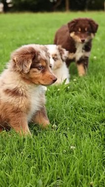 Üç köpek yavrusu çimlerin üzerinde oturuyor. Biri kahverengi ve beyaz, biri kahverengi ve siyah, diğeri kahverengi ve beyaz.