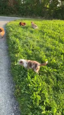 Neşeli üç köpek neşe dolu güneşli bir günde yemyeşil bir tarlayı keşfediyor.