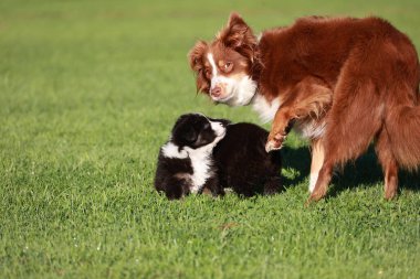Kahverengi ve beyaz bir köpek otlak bir alanda siyah ve beyaz bir köpekle oynuyor. İki köpek birbirine eşlik etmekten hoşlanıyor gibi görünüyor.. .