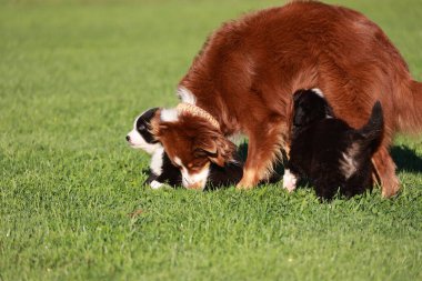 Otlak bir alanda üç köpek oynuyor. Köpeklerden biri bir anne ve iki yavrusu onunla oynuyorlar.. .
