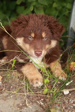 Kahverengi ve beyaz köpek çimlerin üzerinde yatıyor. Köpek tuhaf bir ifadeyle kameraya bakıyor.