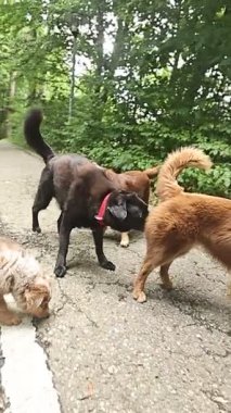 Üç köpek bir yolda oynuyor. Biri kahverengi, diğer ikisi de siyah.