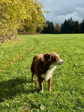 Kahverengi ve beyaz köpek, sonbahar yapraklarıyla çevrili güneşli bir çayırda duruyorlar. Bulutlu bir gökyüzünün altında yemyeşil ağaçlardan oluşan bir zemin var..