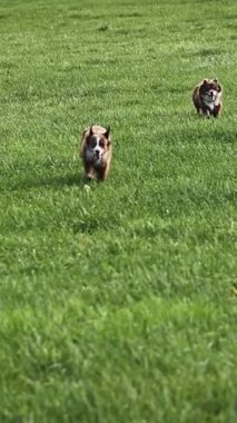 Yeşil bir alanda koşan iki köpek. Köpekler kahverengi ve beyaz.. .