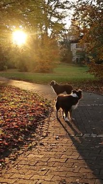 Parkta tuğla bir yolda yürüyen iki köpek. Güneş batıyor, sahnede sıcak bir parıltı yayıyor.. .