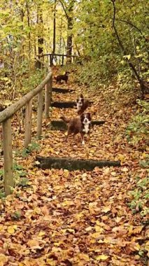Köpek yerde yapraklarla bir patikada yürüyor. Köpek kahverengi ve beyazdır.. .