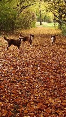 Üç köpek bir yaprak tarlasında oynuyor. Köpekler kahverengi ve beyaz.. .