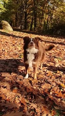 Köpek yaprak yığınının üzerinde duruyor. Köpek kahverengi ve beyazdır.. .