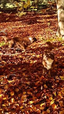 Köpek sonbahar yapraklarından oluşan bir ormanda yürüyor. Yapraklar turuncu ve kahverengidir ve köpek yaprakların arasında yürür, kıtır kıtır havanın tadını çıkarır.. .