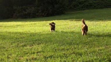 Çimenli bir arazide koşan iki köpek. Köpekler kahverengi ve eğleniyor gibi görünüyorlar.. .