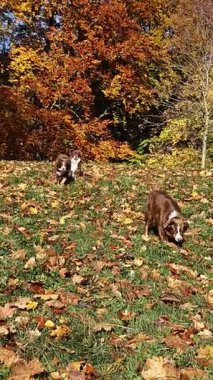 Üç köpek sarı yapraklar arasında koşuyor. Manzara neşeli ve neşeli, köpekler dışarıda vakit geçirmekten hoşlanıyor gibi görünüyor.. .