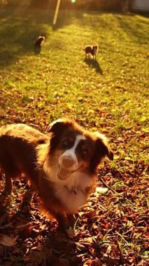 Köpek bir yaprak tarlasında duruyor. Köpek gülümsüyor ve kameraya bakıyor.. .