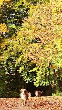 Üç köpek bir parkta ağaçlar ve yerde yapraklarla yürüyorlar. Köpekler sonbahar manzarasında dolaşırken manzara sakin ve sakindir. Yerdeki yapraklar renkli ve...