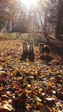 Üç oyuncu köpek, ağaçların arasından parıldayan sıcak ve altın güneş ışığıyla aydınlatılmış canlı sonbahar yapraklarıyla kaplı bir parkta koşuyor. Kempten 'de