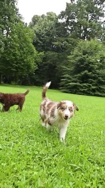 Ağaçlarla çevrili yemyeşil bir parkta mutlu bir şekilde koşuşturan neşeli ve hayat dolu bir köpek sahnesi.