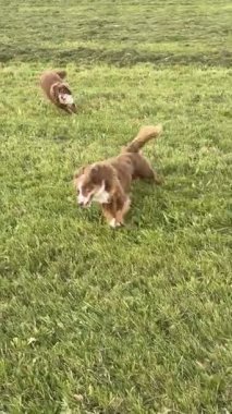 Çimenli bir arazide iki köpek oynuyor. Köpeklerden biri otururken diğeri kaçıyor.