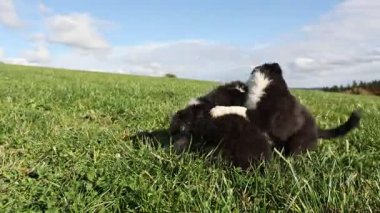 Çimenlikte oynayan iki köpek yavrusu. Yavrulardan biri siyah beyaz. Diğeri kahverengi.. .