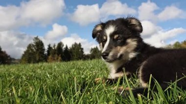Bir tarladaki çimlerin üzerinde siyah ve beyaz bir köpek yatıyor. Köpek sağa bakıyor.. .