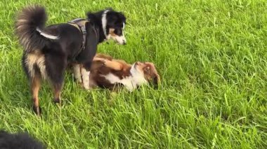 İki mutlu köpek, muhtemelen Avustralyalı çobanlar, güneşli bir günde canlı yeşil bir çim tarlasında oynuyorlar. Bir köpek şakacı bir şekilde sırt üstü yatarken diğeri yakınlarda duruyor..