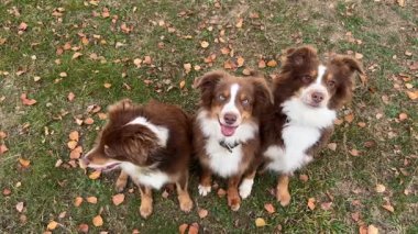 Üç sevimli kahverengi ve beyaz Avustralyalı çoban, mavi ve kahverengi gözlü yeşil çimenlerin üzerinde yan yana oturmuş, düşmekte olan sonbahar yapraklarıyla kameraya bakıyorlardı..