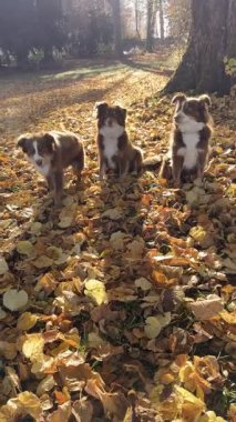Üç sevimli kahverengi ve beyaz Avustralyalı çoban, sıcak güneş ışığında altın ve kahverengi sonbahar yapraklarından bir halının üzerinde oturmuş, açık hava manzarasının tadını çıkarıyorlar..
