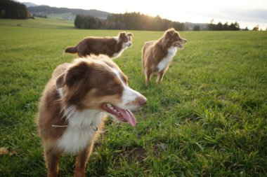 Altın saat boyunca canlı yeşil bir çayırda, arka planda parlak bir günbatımı ve uçsuz bucaksız bir manzarayla dışarıda eğlenen üç oyuncu Avustralya çoban köpeği. Kempten 'de